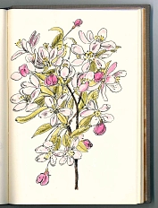 Apfelzweig (Malus) © KulturBetrieb Wurzen