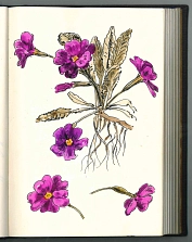 Kissenprimel (Primula vulgaris) © KulturBetrieb Wurzen