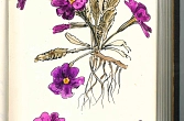 Kissenprimel (Primula vulgaris)