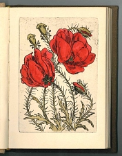 Klatschmohn (Papaver rhoeas), in: Blumen-Radierungen (Inv.Nr. V4642K) © KulturBetrieb Wurzen