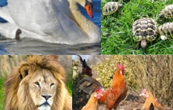 vier Tiere.jpg