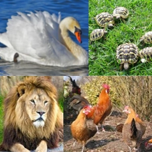 vier Tiere.jpg